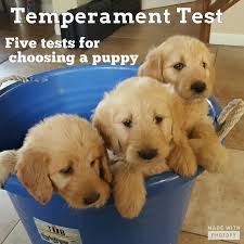 Temperament Test Five Tests For Choosing A Puppy A Free