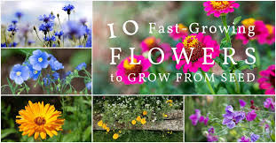 10 Spectacular Fast Growing Flowers