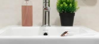 5 Common Bathroom Pests You Can You
