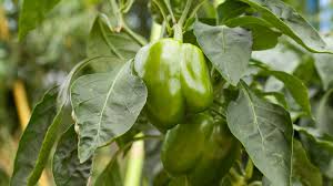 when to pick bell peppers for