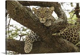 African Leopard In Tree Serengeti