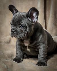 Family raised english bulldog puppies for sale. Blue French Bulldog Puppies For Sale Herne Bay Kent Pets4homes