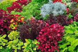 13 Plants With Colorful Foliage For