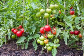 best soil for tomatoes