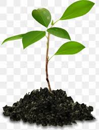 27,882 free images of planting trees. Tree Planting Images Tree Planting Transparent Png Free Download
