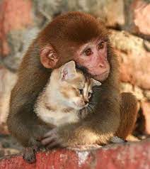 Some animals may interrupt them with. A Note For You Animals Friendship Cute Animals Cute Animal Pictures