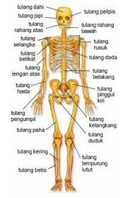 Tulang pergerakan yang terdiri dari 2 segmen, yaitu : Rangka Tubuh Manusia Aksial Dan Apendikular Beserta Fungsinya