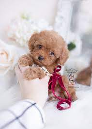 red teacup toy poodle