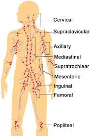 Lymph Node Locations Chart Lymph Nodes Lymph Massage Health