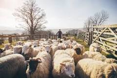 what-do-shepherds-do-to-sheep