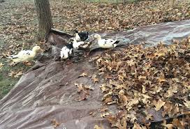 Using Leaves As Bedding In Duck Houses
