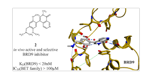 Structure-Based Design of an in Vivo Active Selective BRD9 Inhibitor |  Journal of Medicinal Chemistry