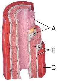 Arteries labeled diagram major arteries in the body anatomy chart body all blood vessels transport blood either from the heart to the body or from the body back to the heart. The Cardiovascular System Blood Vessels And Hemodynamics Flashcards Easy Notecards