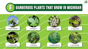 dangerous plants that grow in michigan
