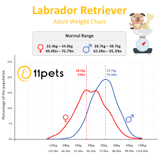 Typical Weight For Labrador Retriever Dogs 11pets Pet