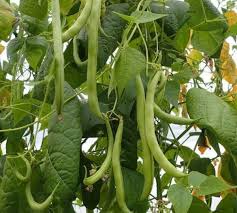 how to grow green beans in ohio dengarden