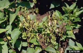 We did not find results for: Problems With Lilac Bushes Learn About Common Lilac Pests And Diseases