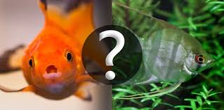 can you keep goldfish and tropical fish