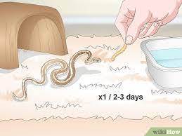 4 ways to take care of a garter snake