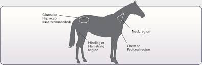 Vaccination Schedule For Horses