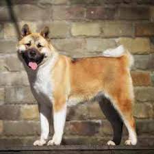 American Akita Dog Breed Profile