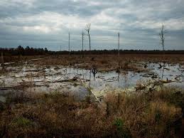 Image result for swamp images