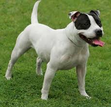 Look at pictures of american staffordshire terrier puppies who need a home. Malaysia Staffordshire Bull Terrier Breeders Grooming Dog Puppies Reviews Articles Muamat