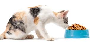 Best Cat Food For Indoor Cats Top Tips And Reviews