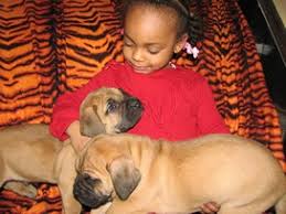 With their breeder, waiting for you! Exotic Boerboel Breeders South African Boerboel Puppies For Sale
