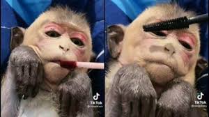 applying makeup to pet monkey s face