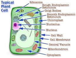 Read this article to gain more information about these similarities. 10 Amazing Facts About Plant Cells Tutor Pace