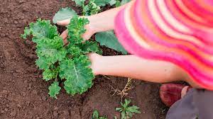 Grow Kale In Your Square Foot Garden