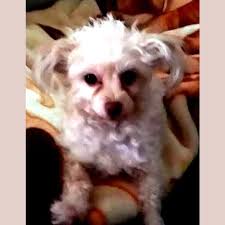 whitney chihuahua x toy poodle