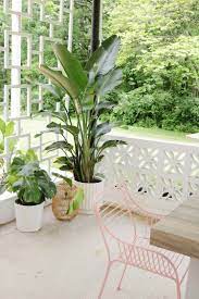 how i keep tropical desert plants in a