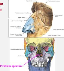 anatomy nasal cavity flashcards quizlet