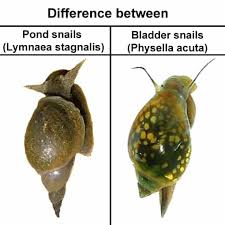 pond snails detailed guide care