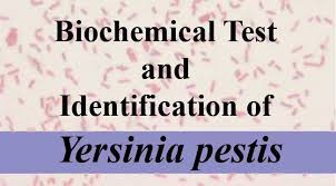 Biochemical Test And Identification Of Yersinia Pestis