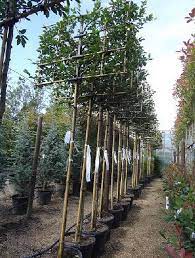 Pleached Trees For Screening