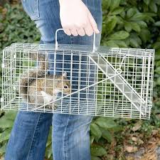trap and release for squirrel control
