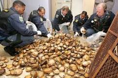 Image result for How Much Does Abalone Cost In South Africa