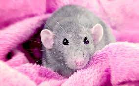 best bedding for rats from great