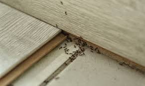 Bros спрей против мравки е подходящ за употреба на закрито в помещения. Domashno Sredstvo So Koe Brzo I TraÑno Ñe Se Oslobodite Od Zdodevnite Mravki Vo Vashiot Dom