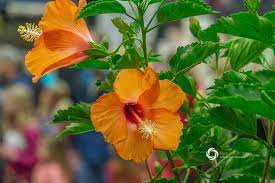 hibiscus flowers bangor flower show