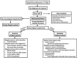 Diagnostic Flowchart For Increased Head Circumference In