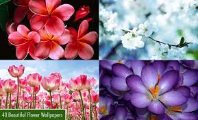 25 beautiful flower wallpapers for your