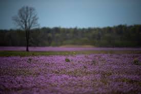 Early spring flowers that can take the chill. What Are Those Purple Flowers We See Across Area Fields And Yards