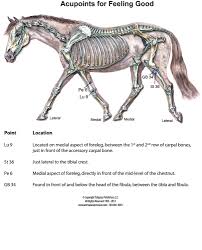Acupressure For Your Performance Horse Equine Wellness