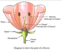 draw a neat labbeled diagram of flower