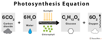 Photosynthesis Definition Steps And