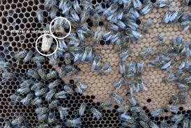 Resultado de imagen para enjambrazon abejas